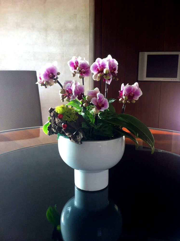 公司居家擺設蘭花