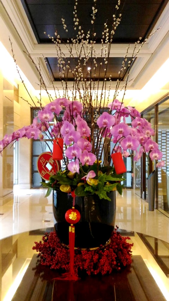 公司居家擺設蘭花