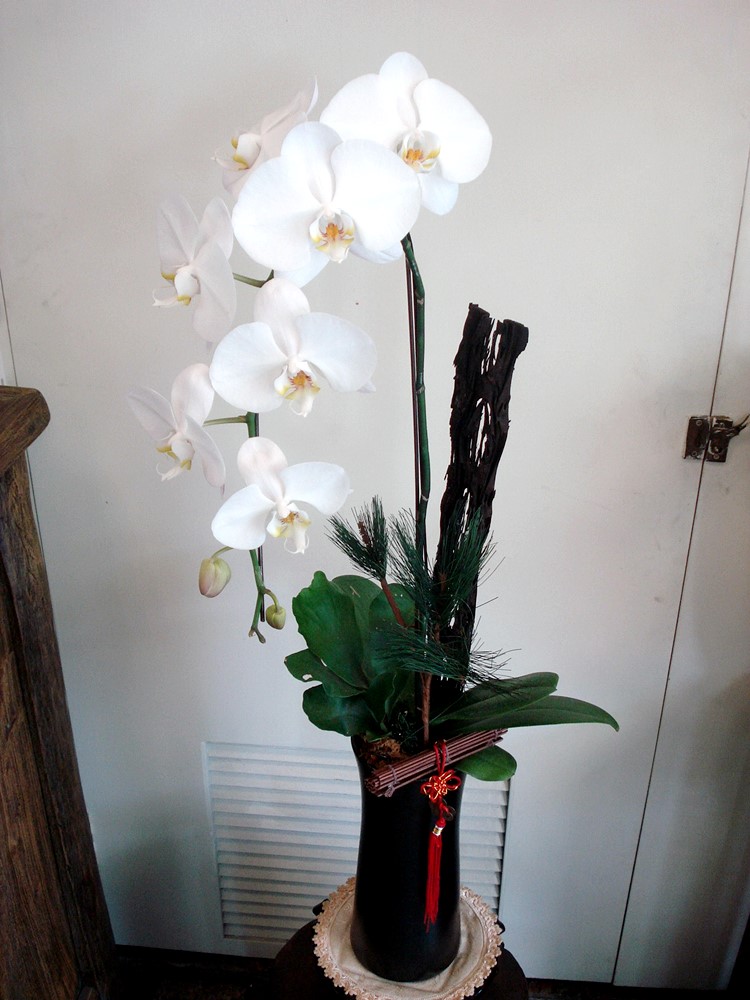公司居家擺設蘭花