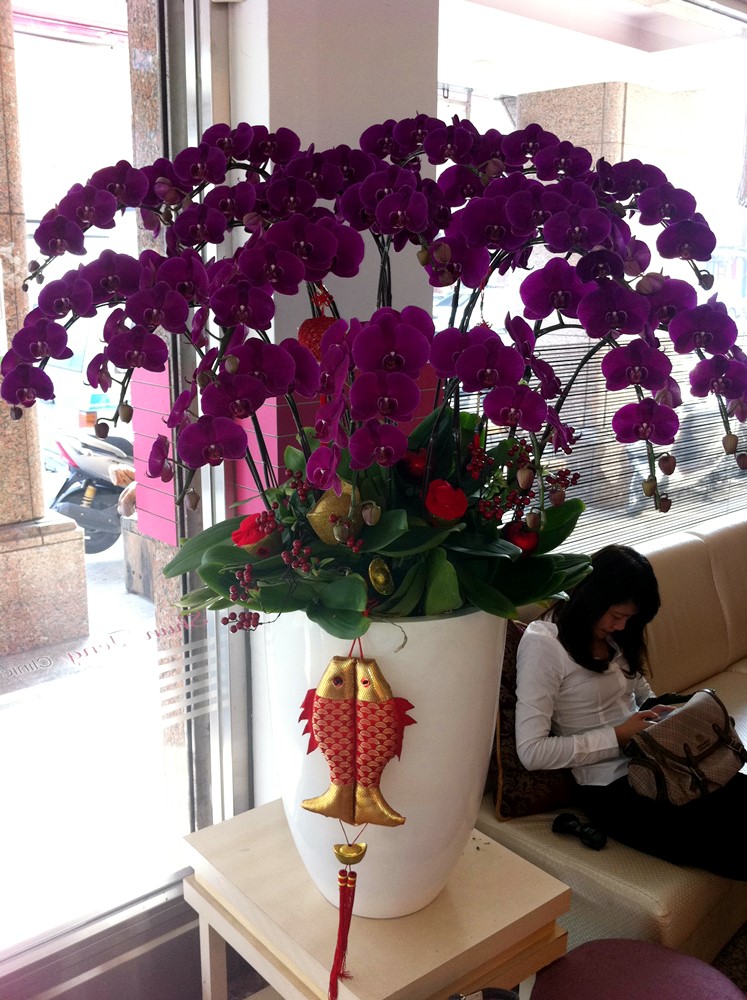公司居家擺設蘭花