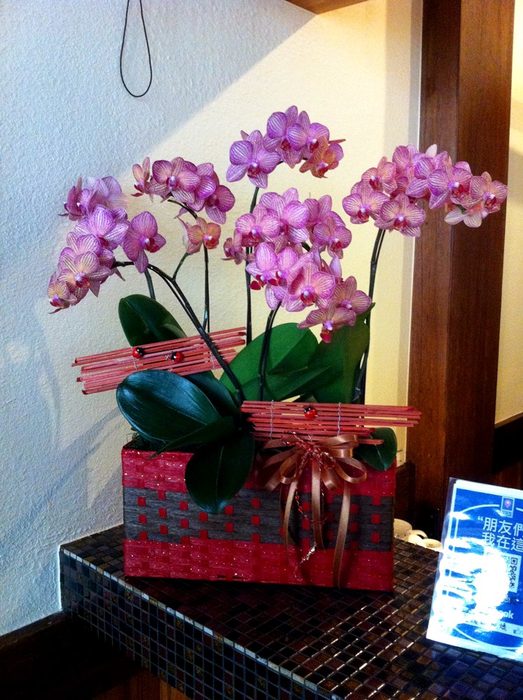 公司居家擺設蘭花