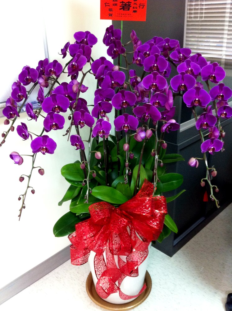 喜慶蘭花