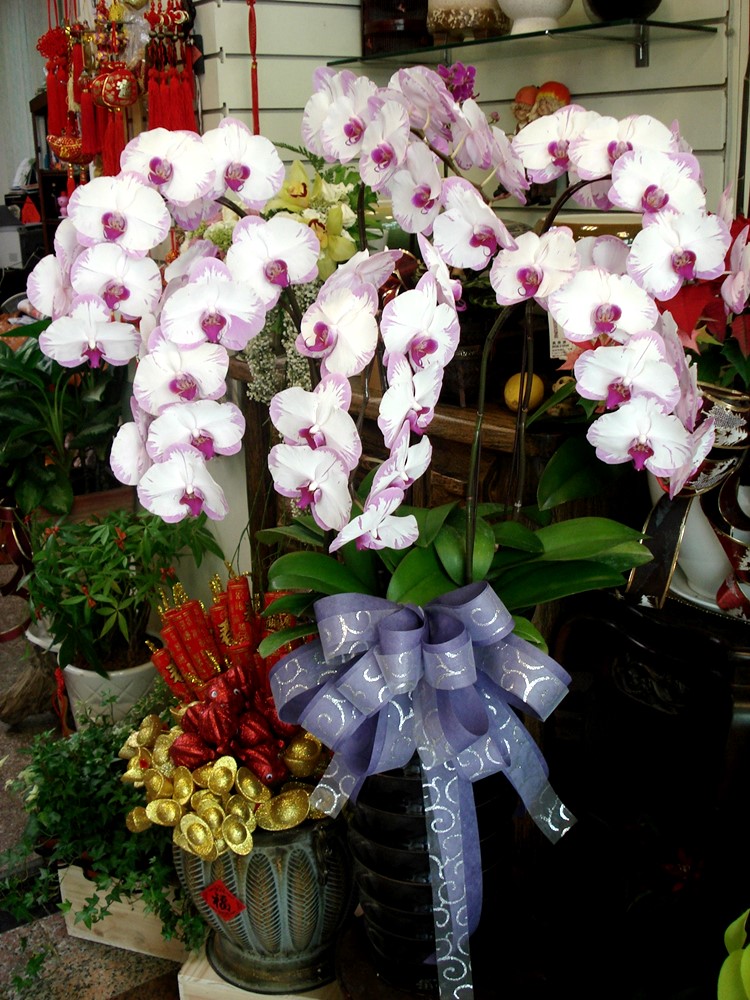 公司居家擺設蘭花