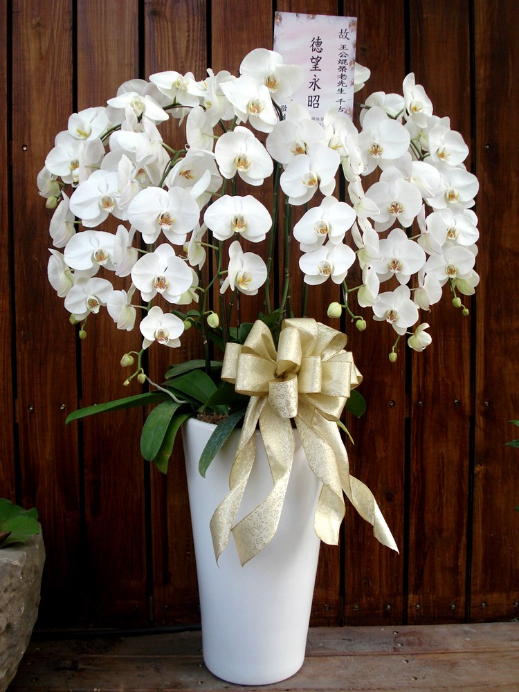 公司居家擺設蘭花