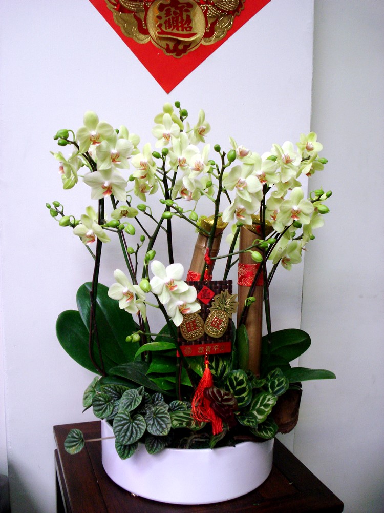喜慶蘭花