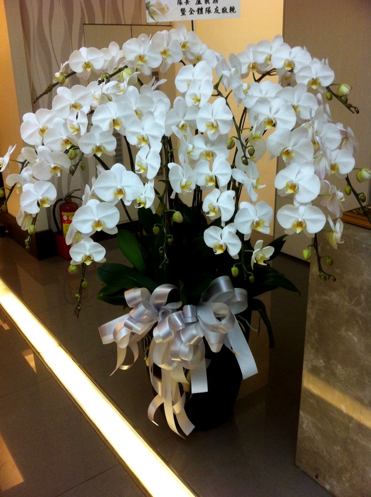 悼念追思蘭花