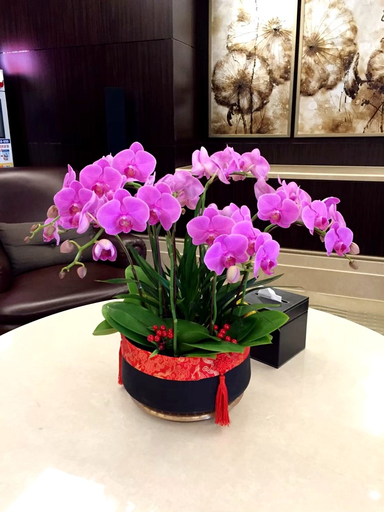 公司居家擺設蘭花