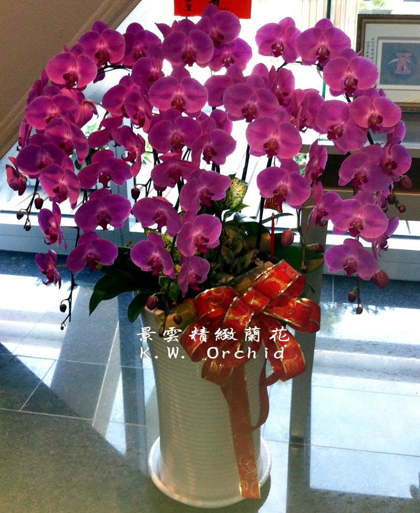 公司居家擺設蘭花