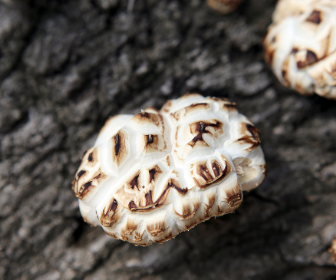 日本頂級香菇(柴菇)