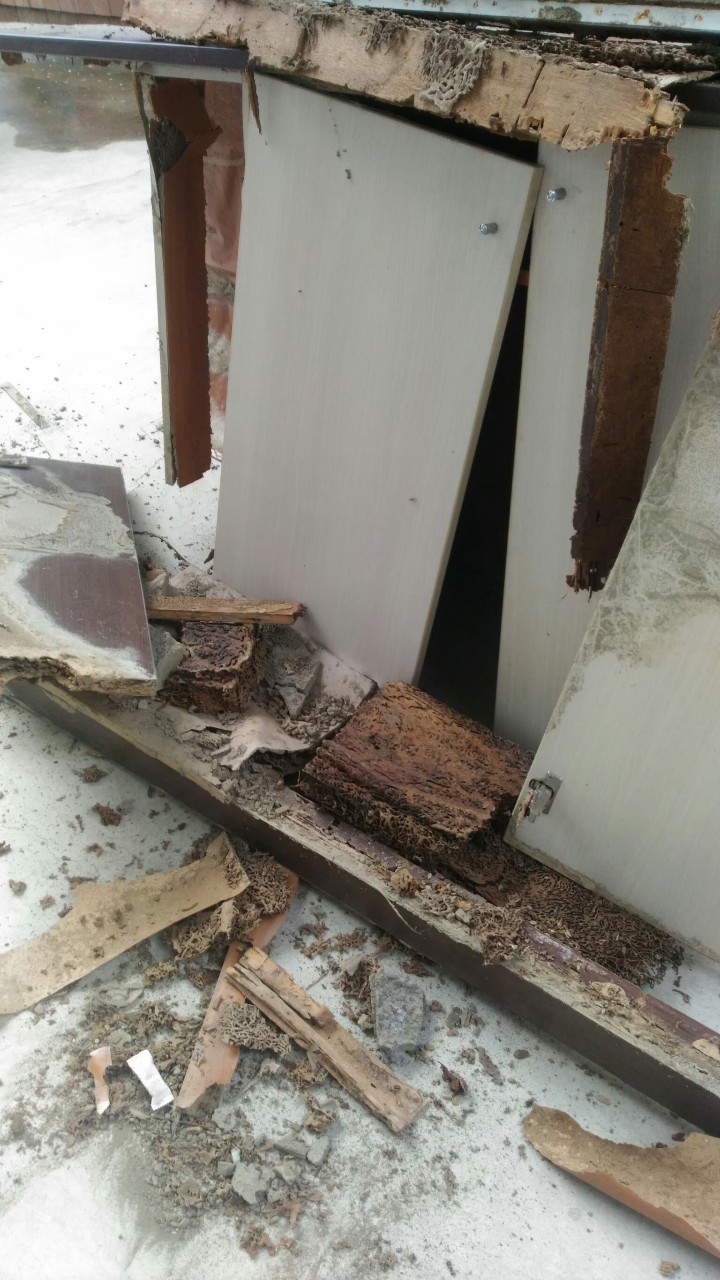 除白蟻案例&nbsp;