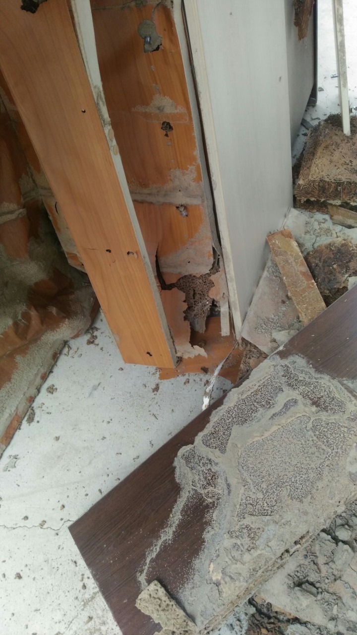 除白蟻案例&nbsp;