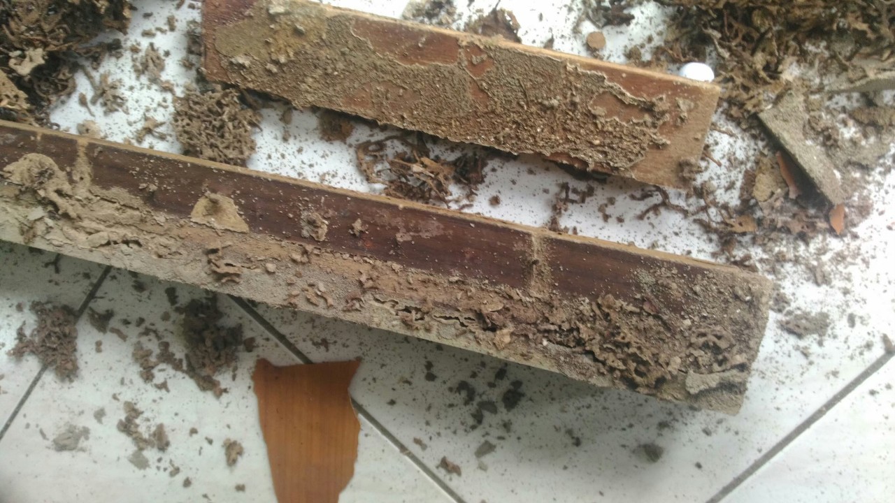 除白蟻案例&nbsp;