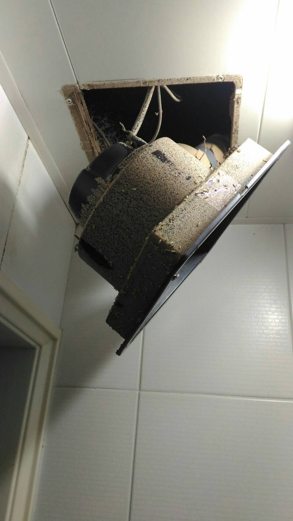 除白蟻案例&nbsp;