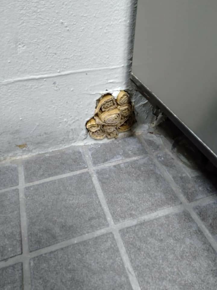 鼠害入侵點封補作業&nbsp;