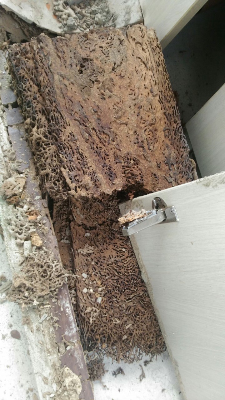 除白蟻案例&nbsp;