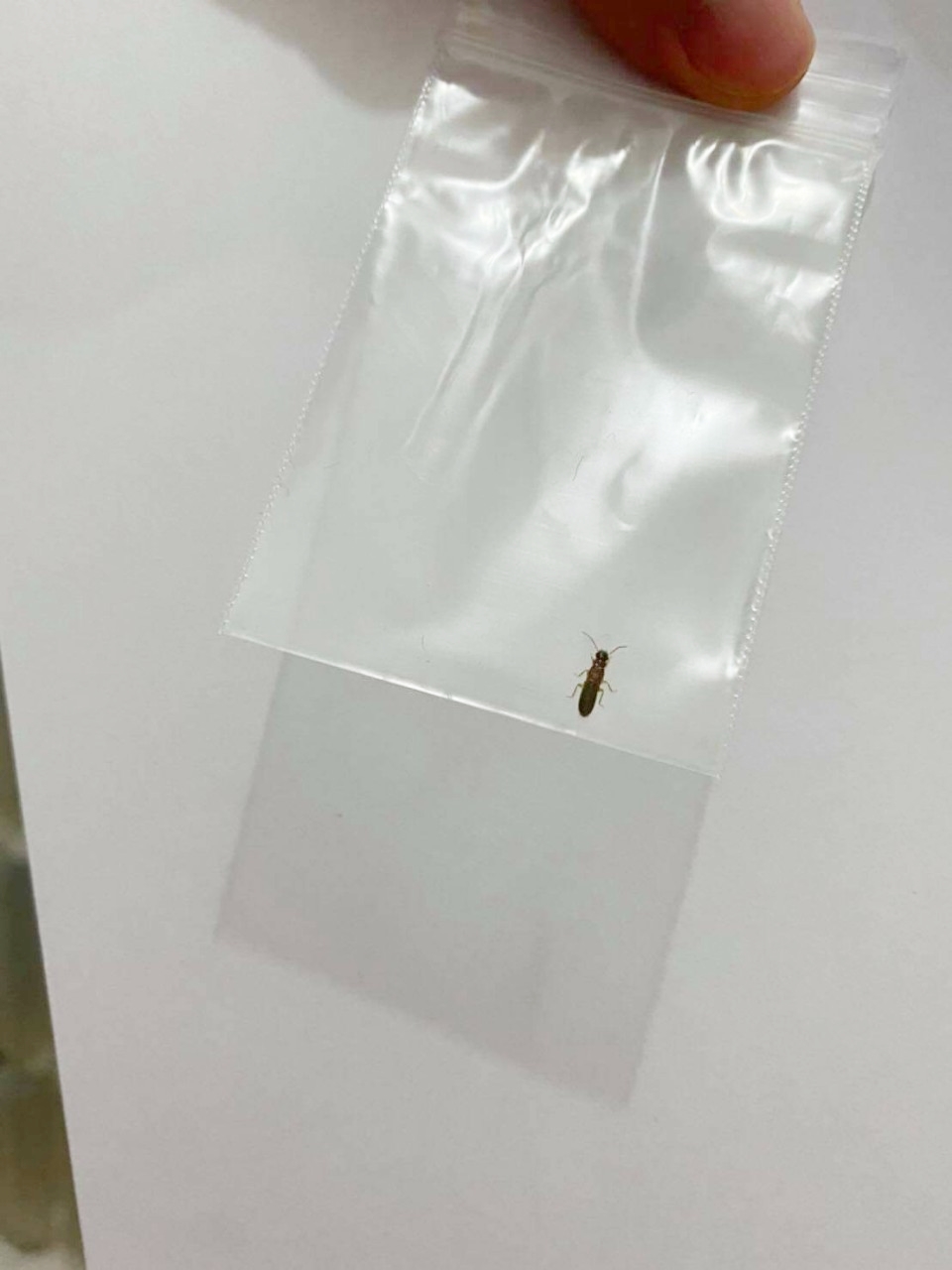 隱翅蟲防治&nbsp;