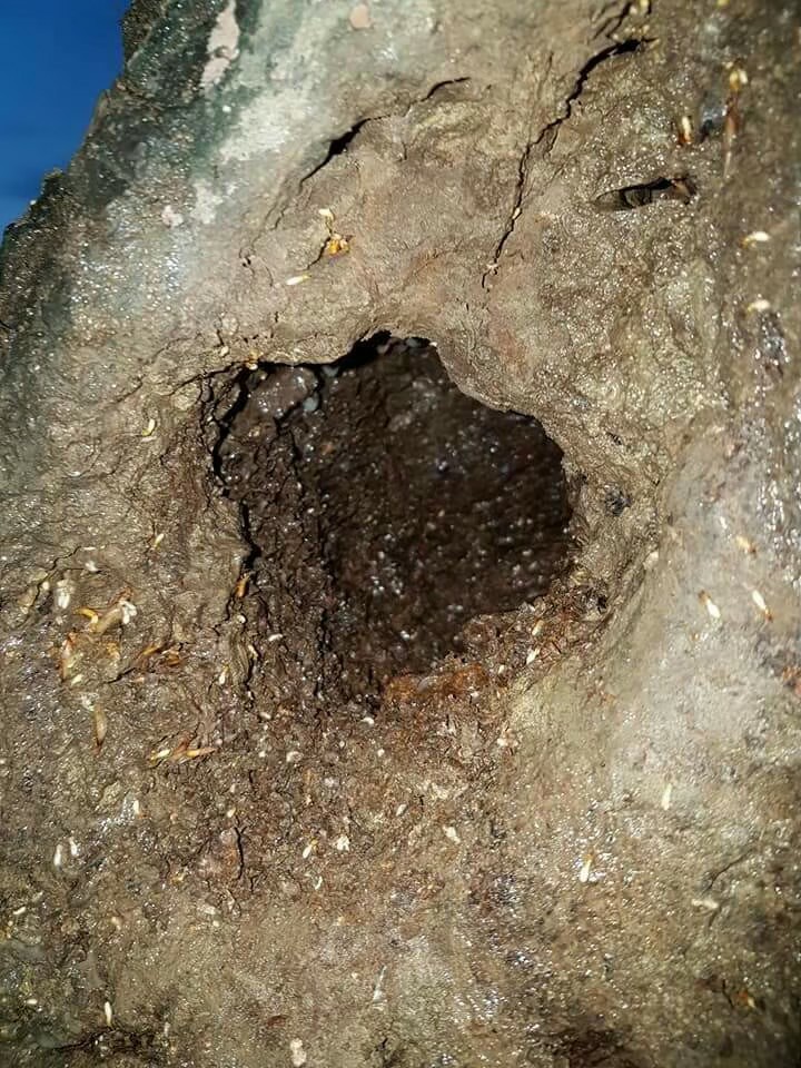 除白蟻案例&nbsp;