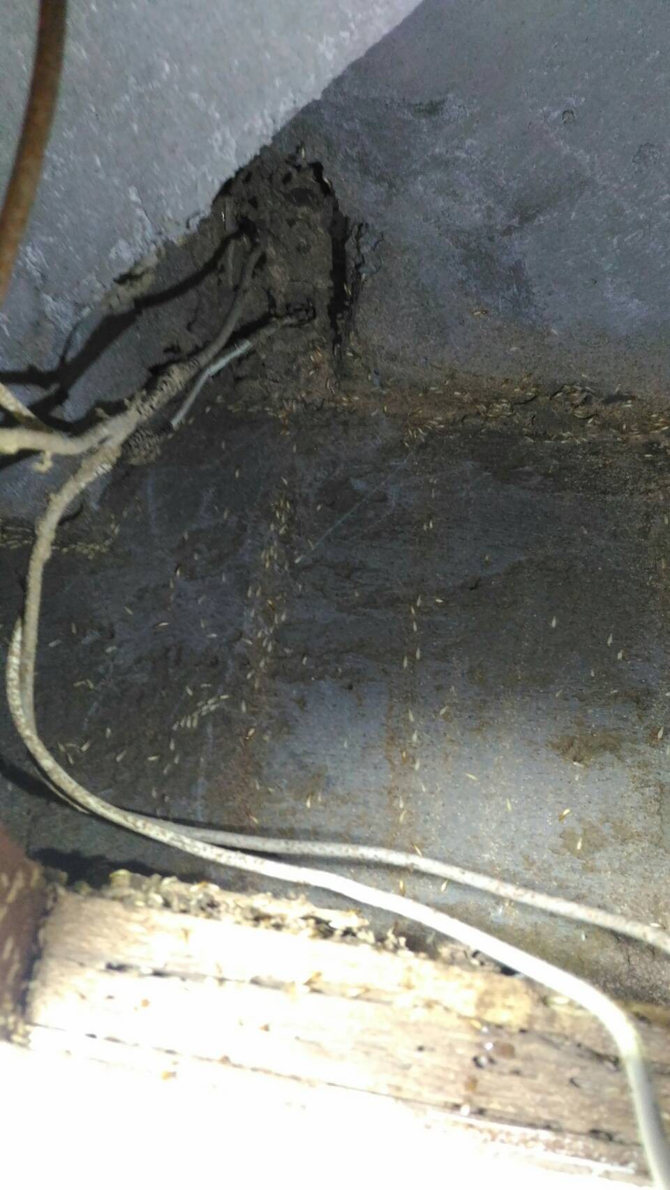 除白蟻案例&nbsp;