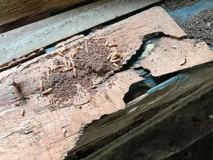 除白蟻案例&nbsp;