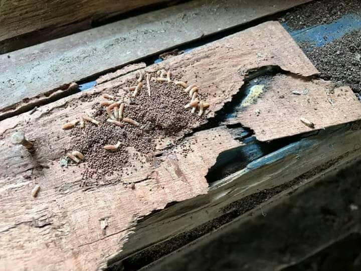 除白蟻案例&nbsp;