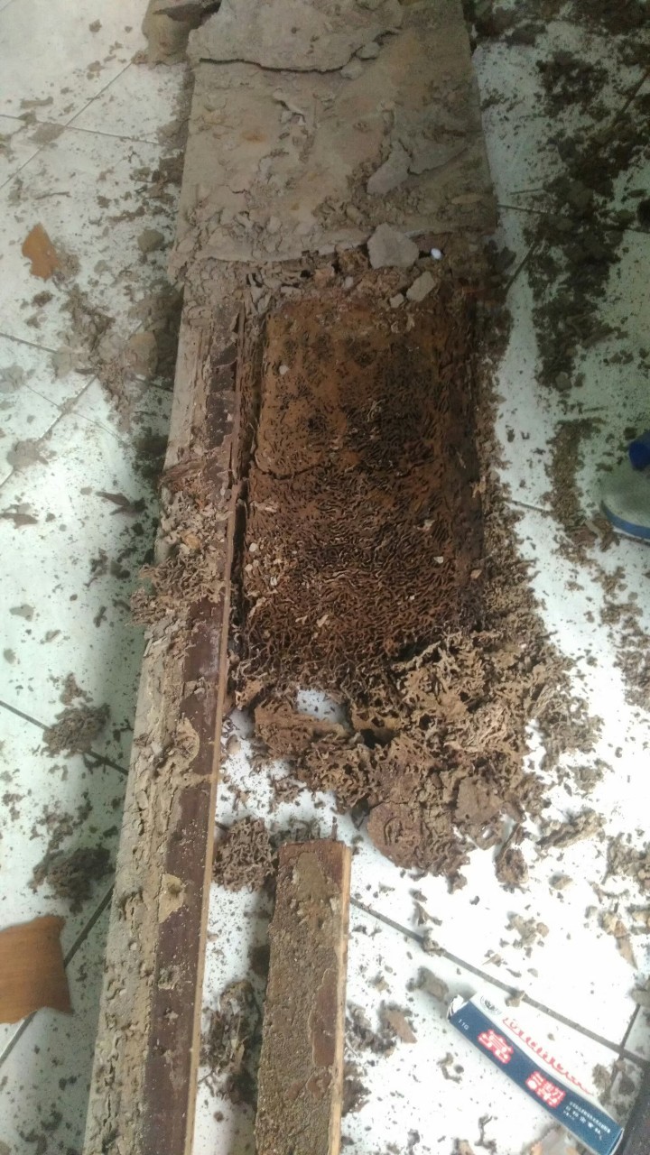 除白蟻案例&nbsp;