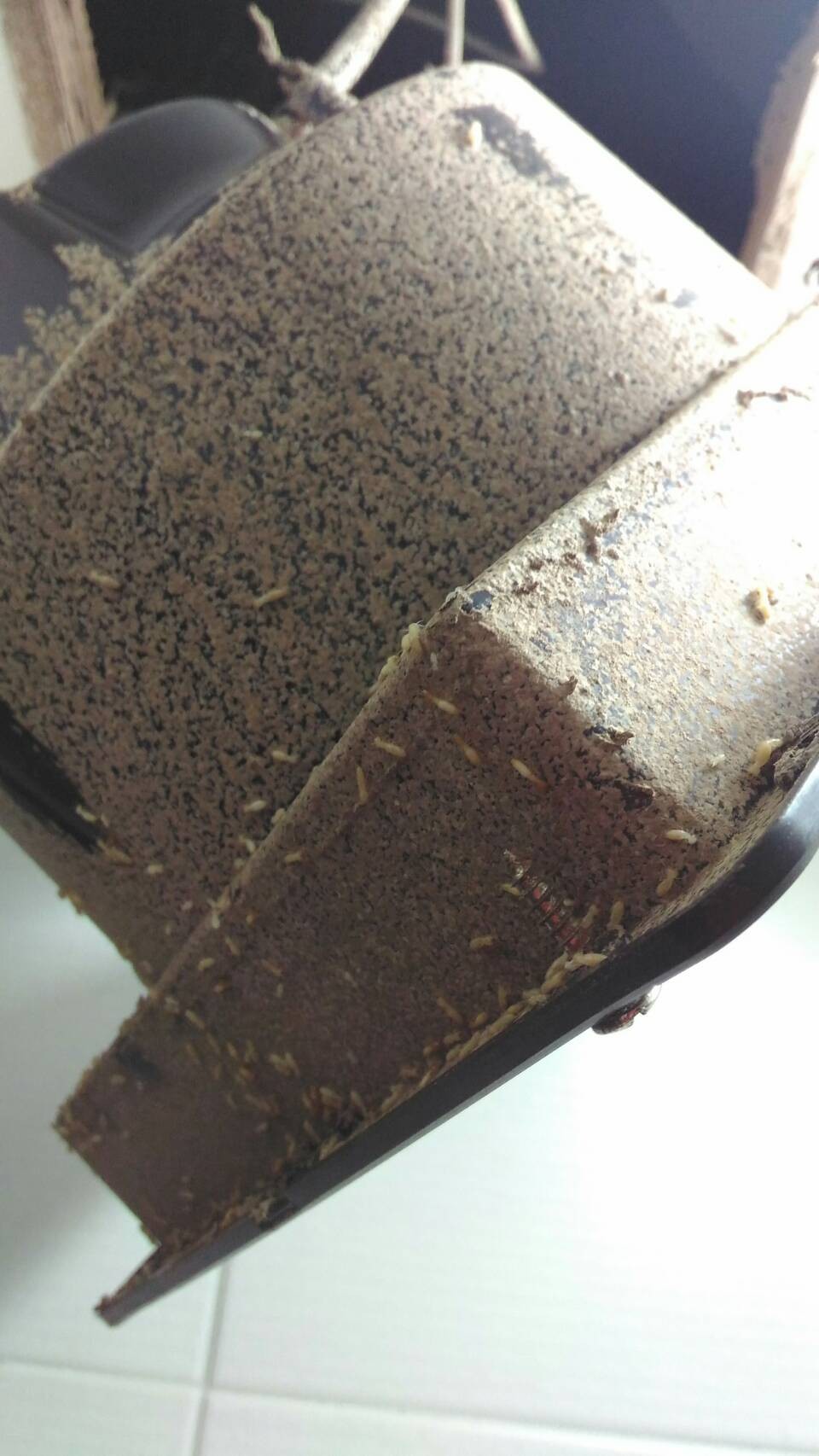 除白蟻案例&nbsp;