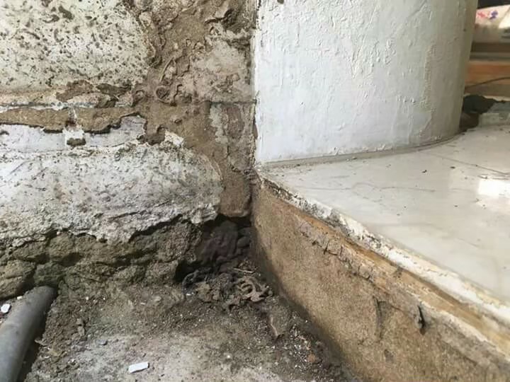 除白蟻案例&nbsp;