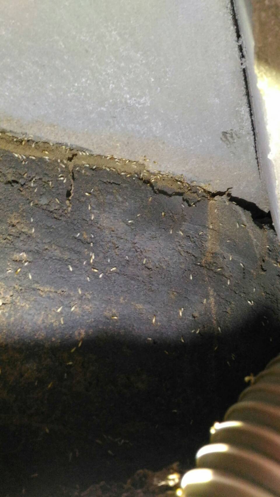 除白蟻案例&nbsp;