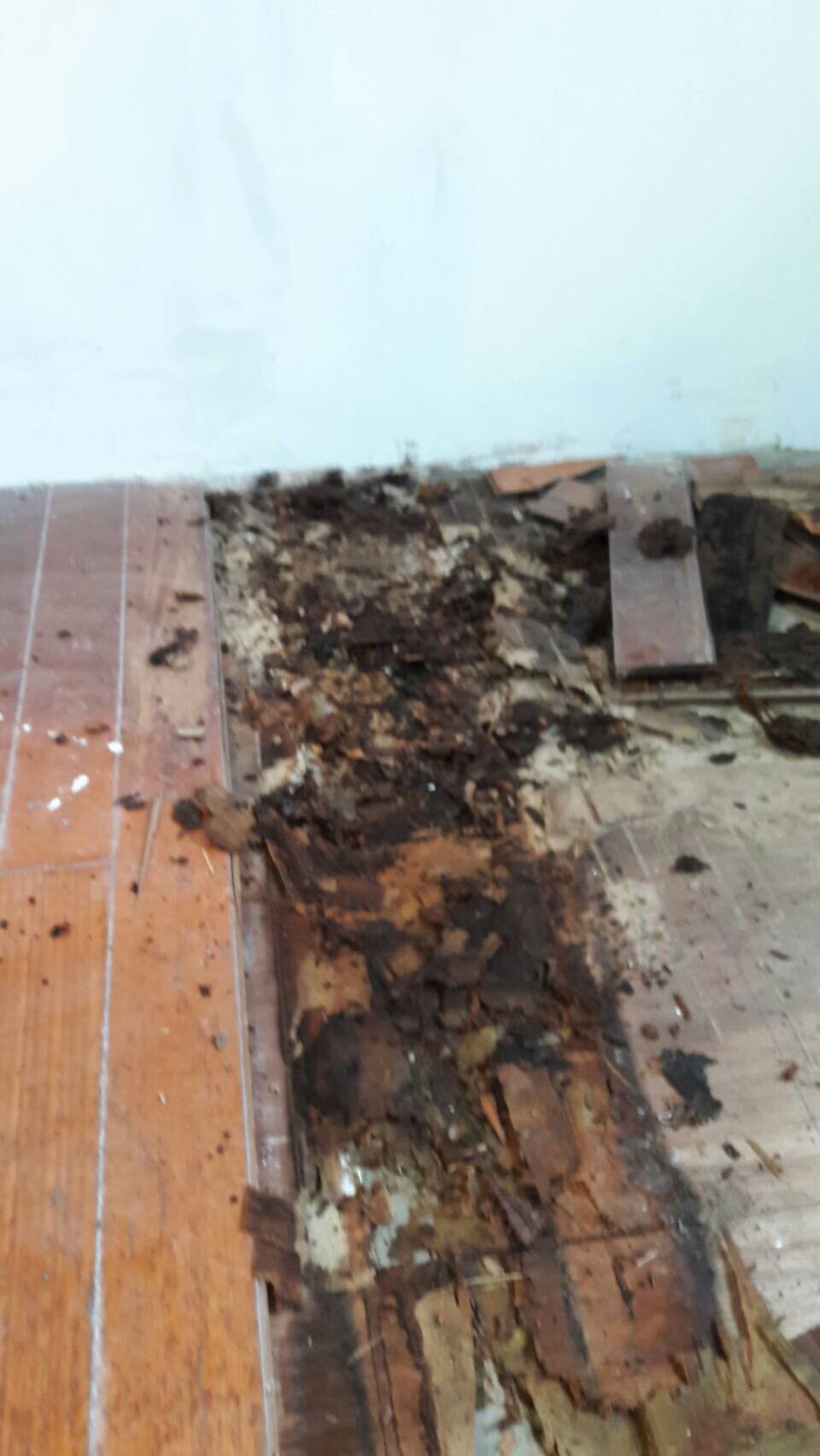 防潮木地板更新