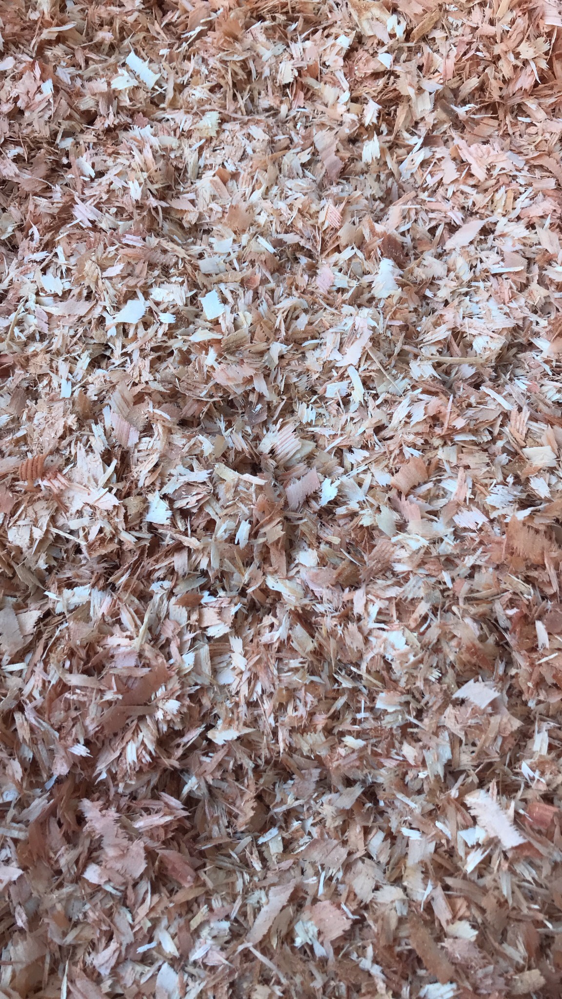 杉木片【畜牧用木片-馬.貓.雞.牛&hellip;等】