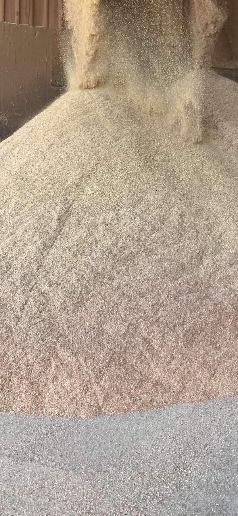 雜木木屑-做菌種