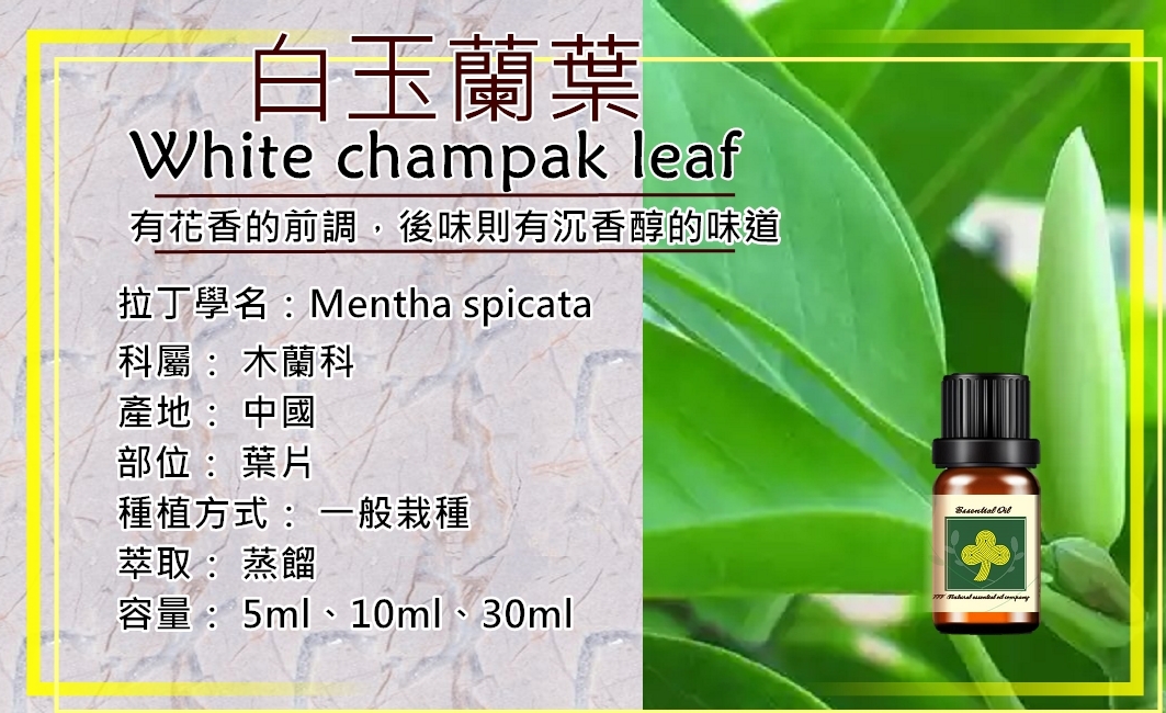 白玉蘭葉