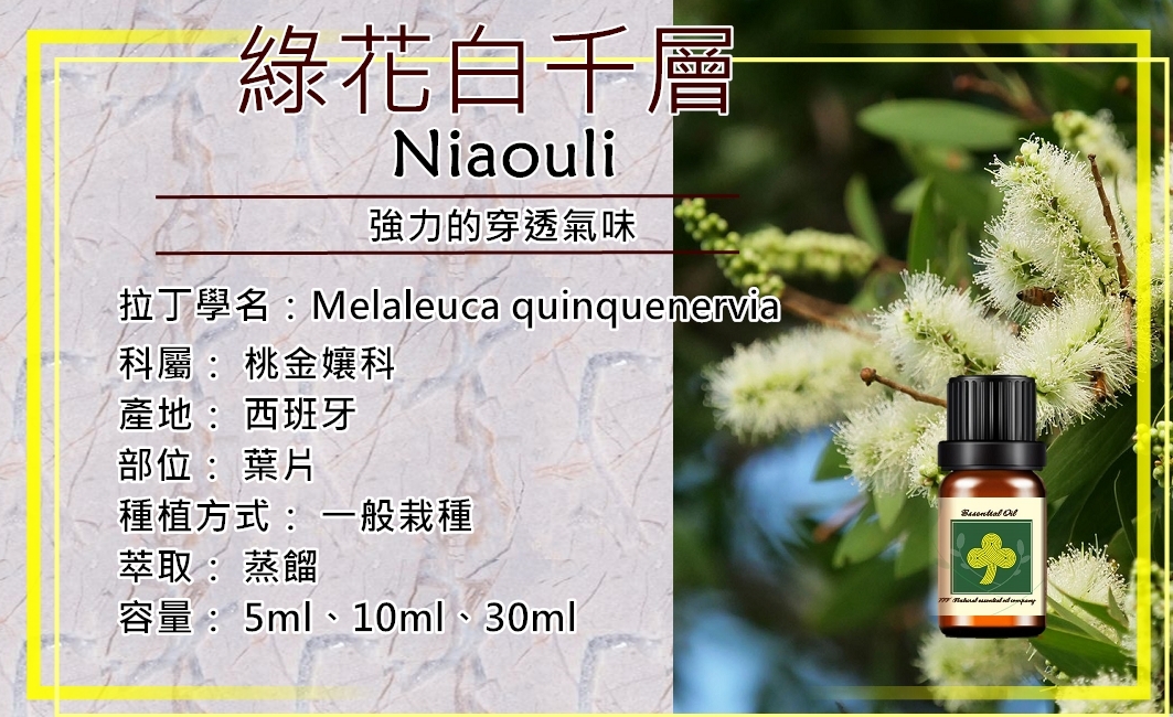 綠花白千層