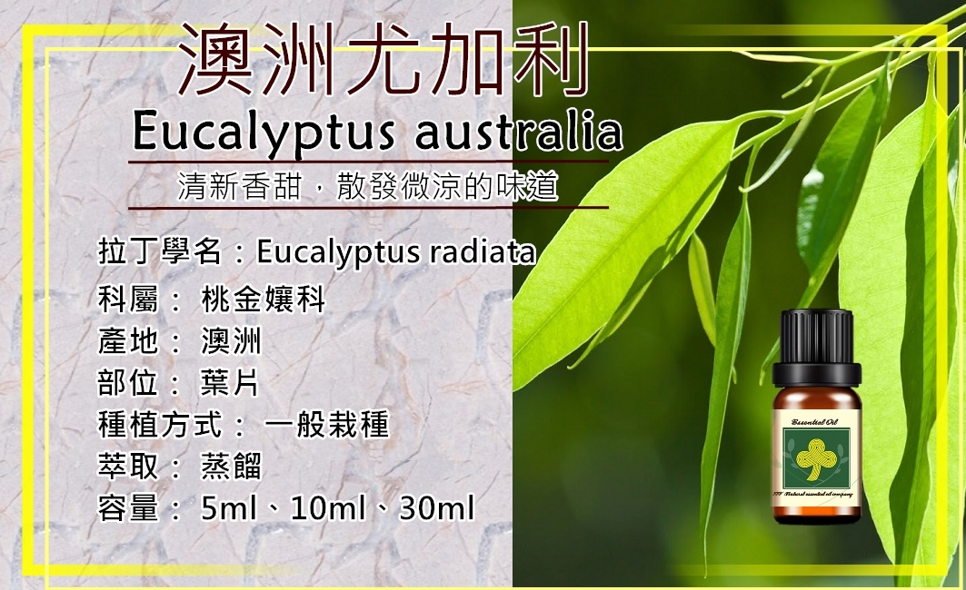澳洲尤加利
