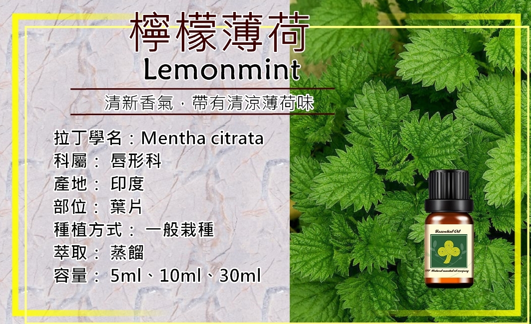 檸檬薄荷