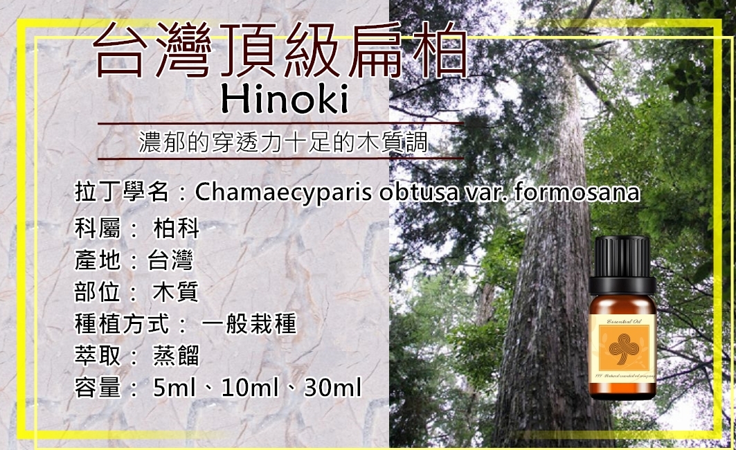 台灣頂級扁柏