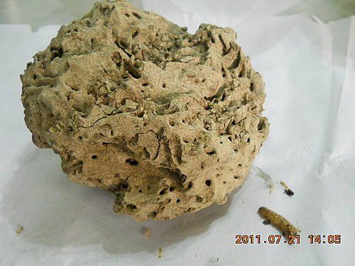 白蟻防治施工技術