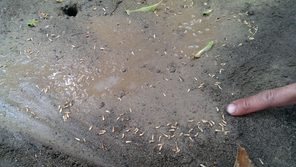 公有行道樹白蟻防治