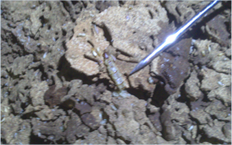 白蟻平房蟻巢蟻后清除