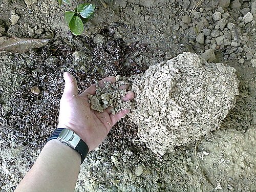 白蟻防治施工技術