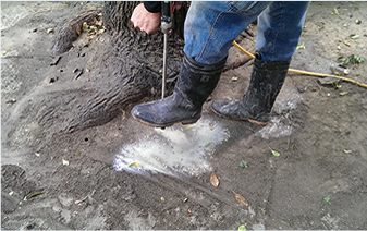 公有行道樹白蟻防治