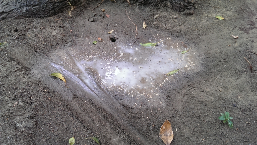 公有行道樹白蟻防治