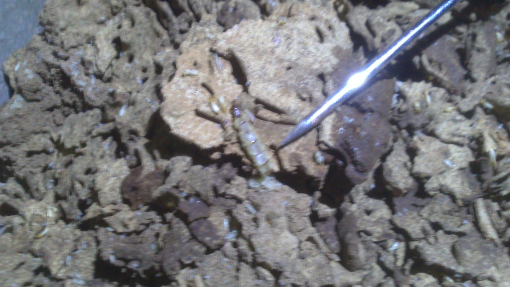 白蟻平房蟻巢蟻后清除