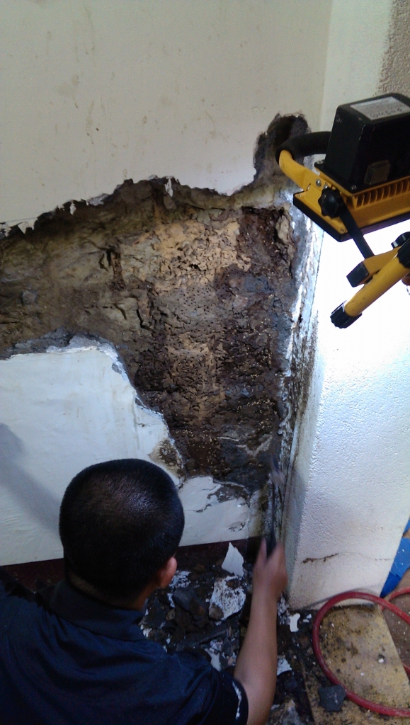 白蟻平房蟻巢蟻后清除