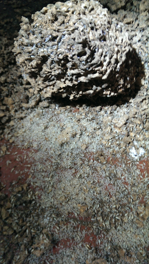 白蟻平房蟻巢蟻后清除