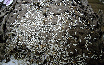 白蟻防治施工技術