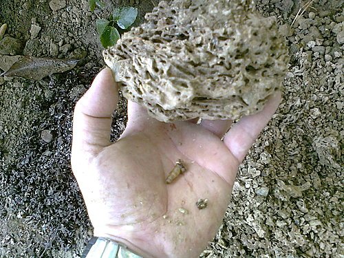 白蟻防治施工技術