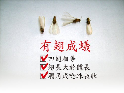 白蟻防治施工技術