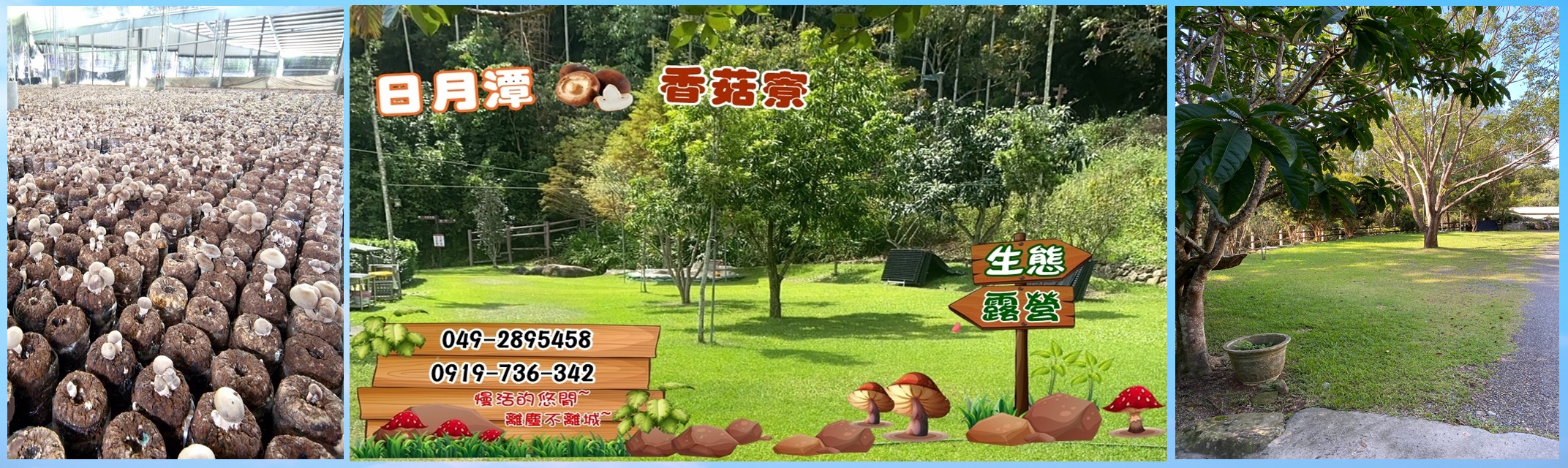 黃長聰-香菇