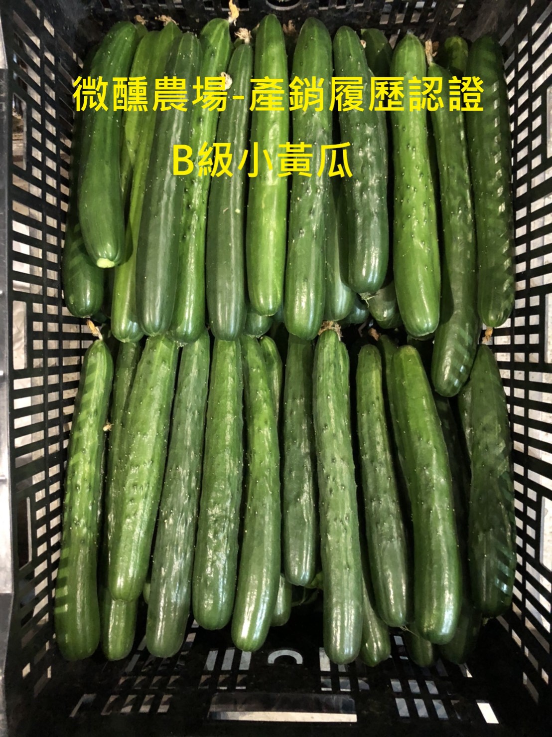 小黃瓜
